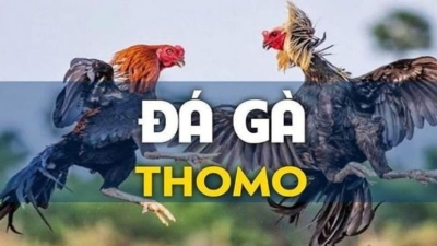 Hướng dẫn cách chơi đá gà Thomo và mẹo cá cược tăng tỷ lệ chiến thắng